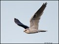 _1SB4910 white-tailed kite